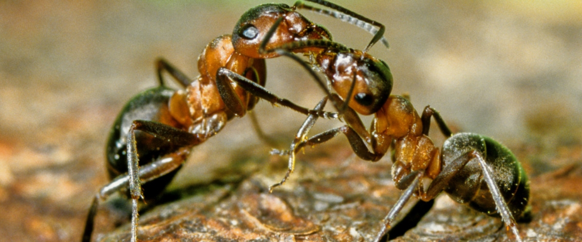 bild_waldameisen_20160603-104055.jpg bild_waldameisen_20160603-104055.jpg